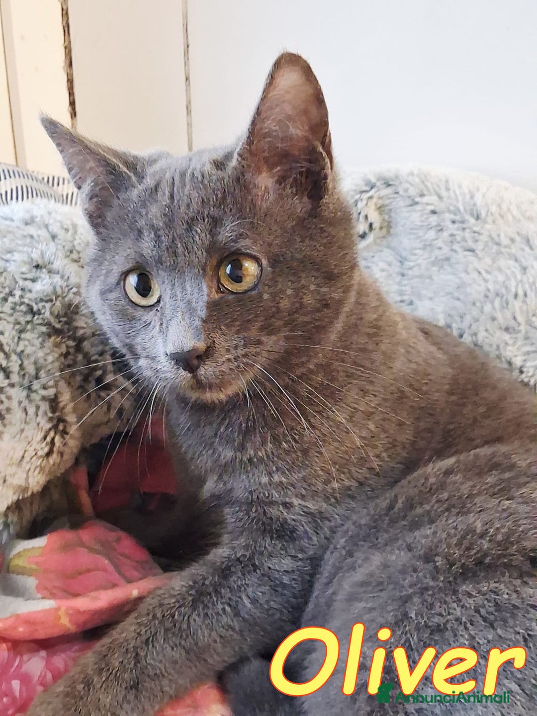 Certosino gatti in regalo: OLIVER SPLENDIDO SIMIL CERTOSINO - Annuncio 7