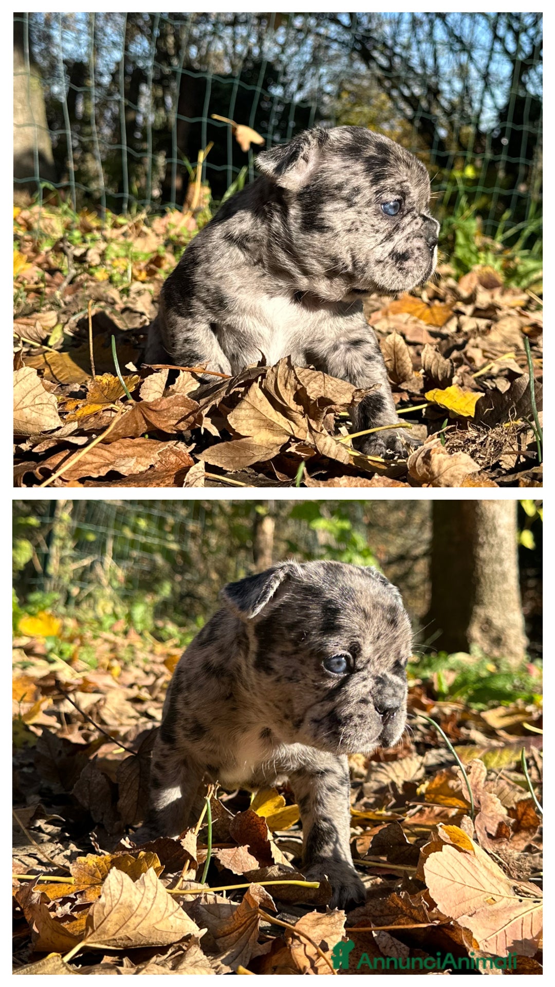 Bulldog Francese cani in vendita: Cuccioli di Bulldog Francese Fluffy - Annuncio 5