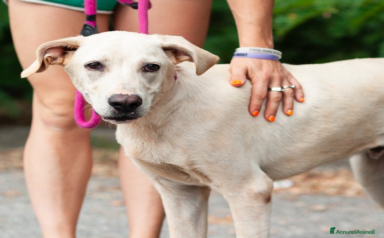 Altre razze cani a Provincia di Bergamo - Annuncio 19