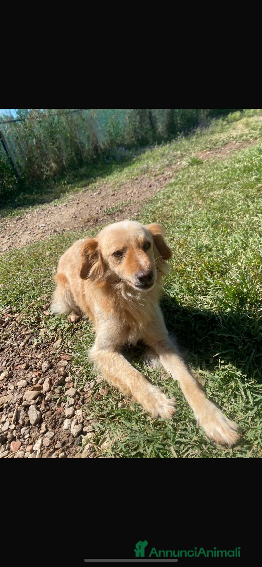 Meticcio cani in regalo: 3anni mMirto mix volpino 7/8kg SOS CASA SARDEGNA - Annuncio 3