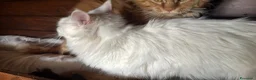 Maine Coon gatti in vendita: Cuccioli maine coon (Lestat X Hvitt Lys) - Annuncio 6