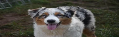 ROCCO – maschio blue merle