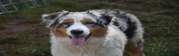 Australian Shepherd cani in vendita: Australian Shepherd pedigree ENCI - Annuncio 38