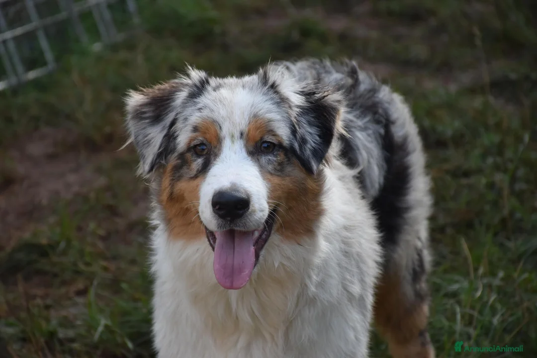 Australian Shepherd cani in vendita: Australian Shepherd pedigree ENCI - Annuncio 38