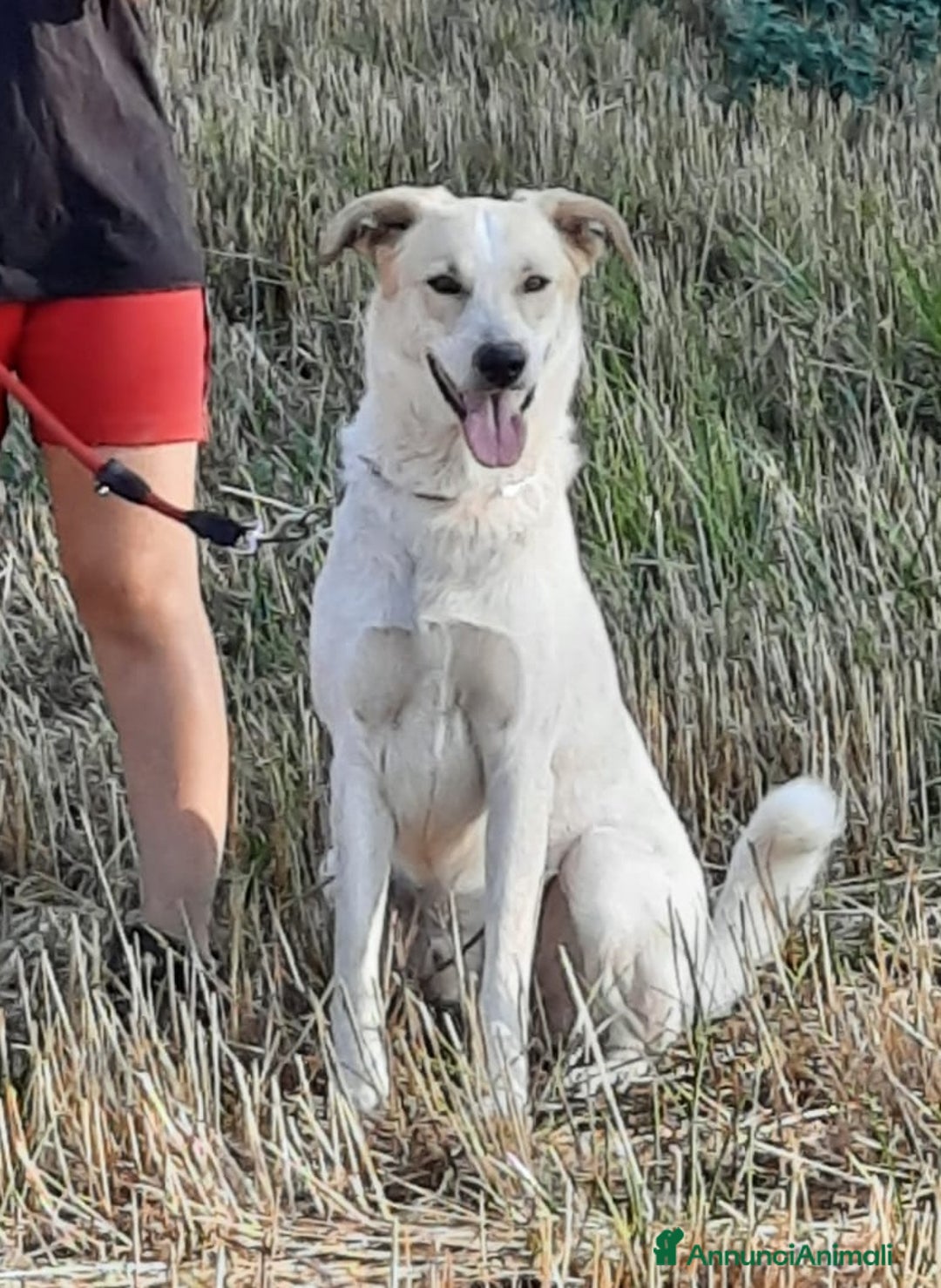 Meticcio cani in regalo: Bob cerca casa da tanto tempo... a Città metropolitana di Milano - Annuncio 7