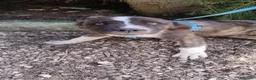 Meticcio cani in regalo: gigio e maya - Annuncio 5