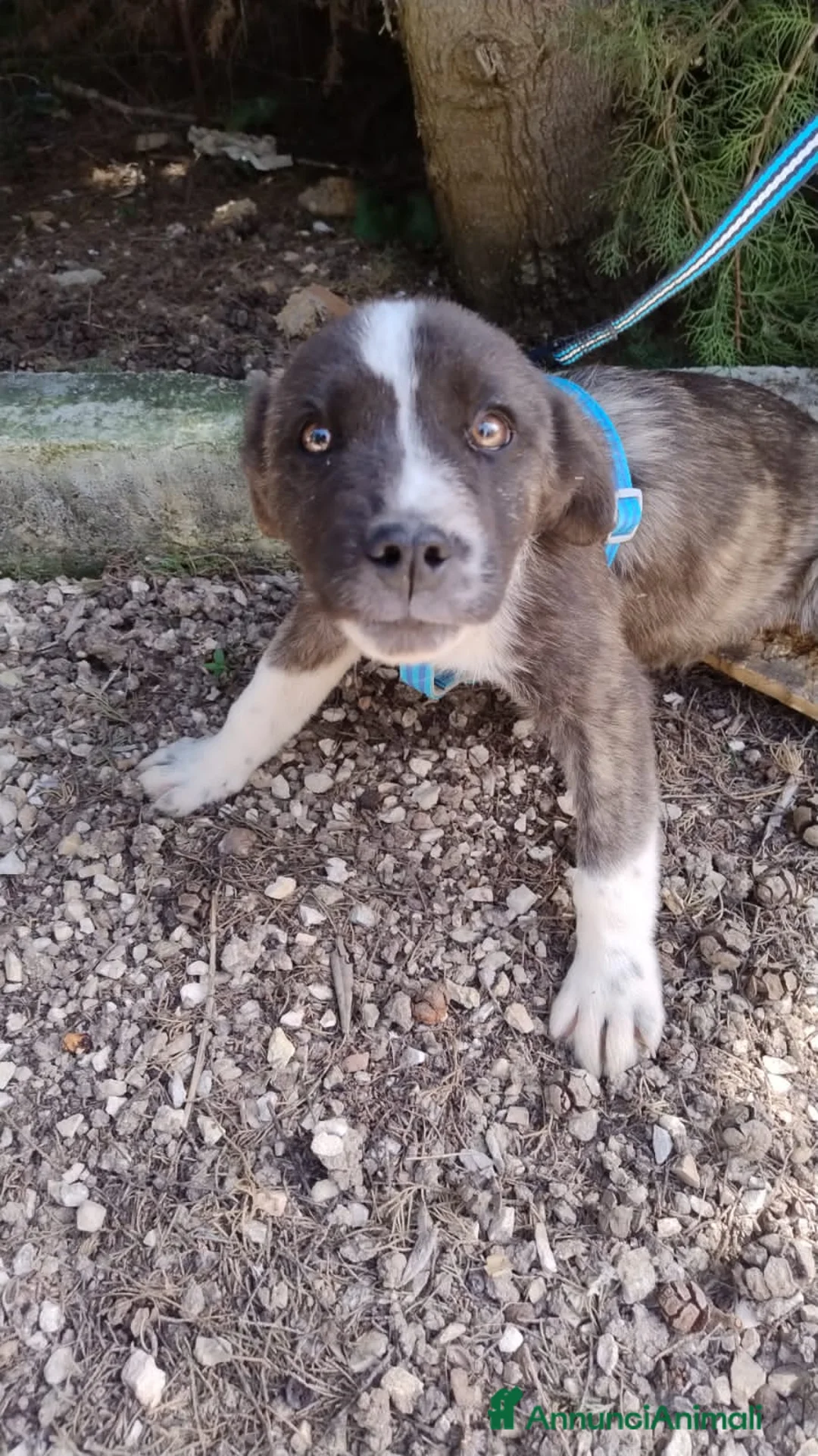 Meticcio cani in regalo: gigio e maya - Annuncio 5