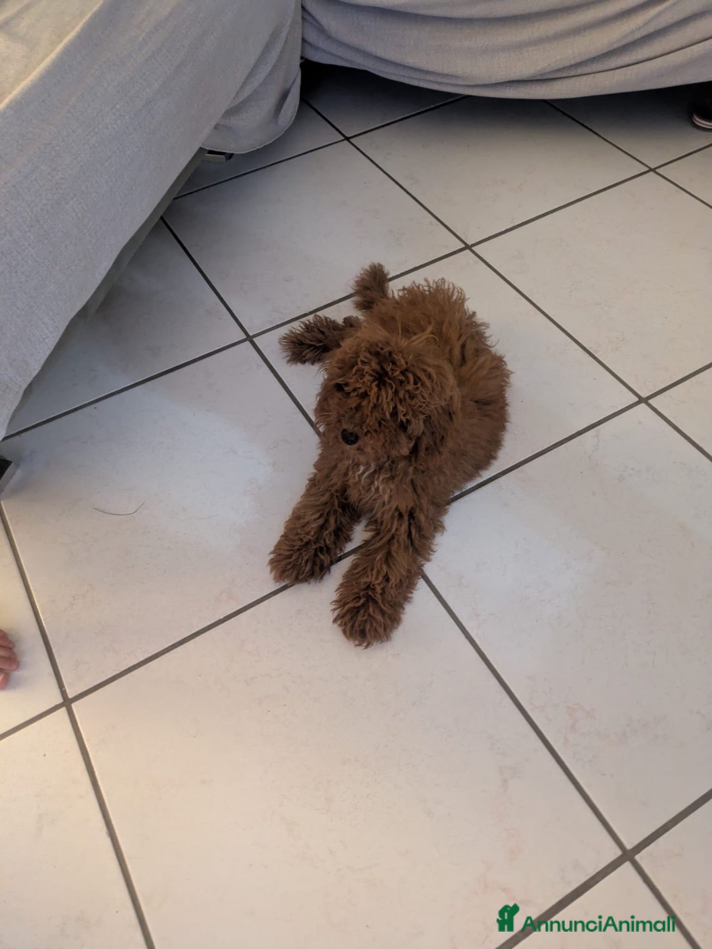 Barboncino Toy cani Barboncino toy di 6 mesi - Annuncio 8