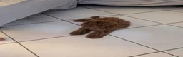 Barboncino Toy cani in vendita: Barboncino toy di 6 mesi - Annuncio 1