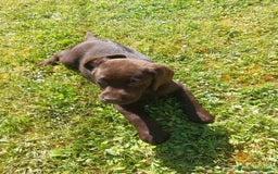 Labrador cani in vendita: Labrador cioccolato  a Città metropolitana di Milano - Immagine 1