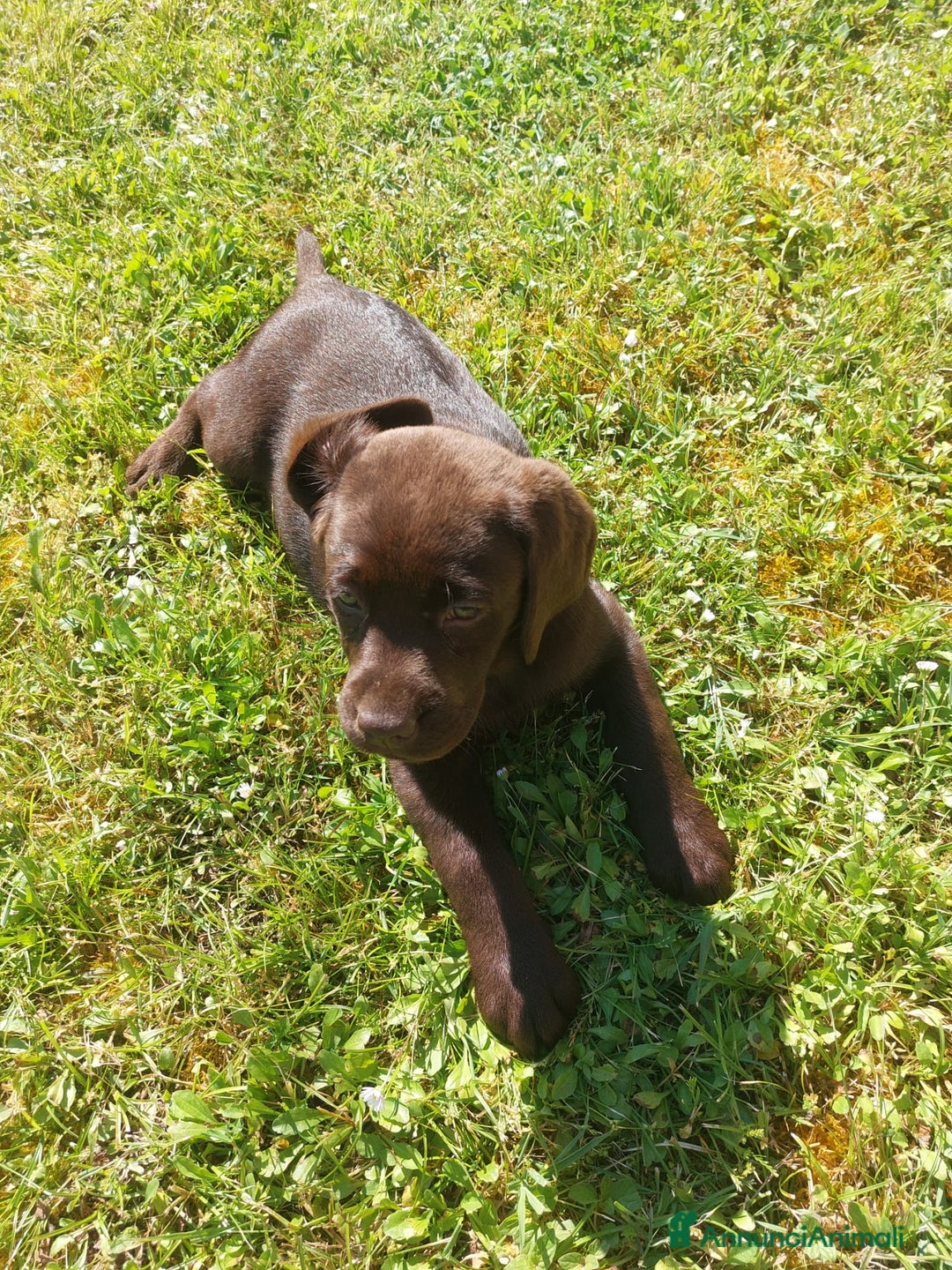 Labrador cani in vendita: Labrador cioccolato  a Città metropolitana di Milano - Immagine 1