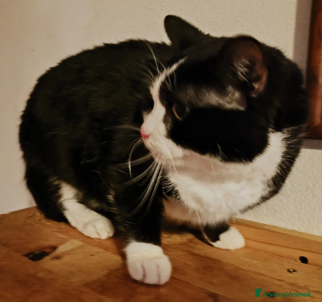 Meticcio gatti in vendita: Felix cerca nuova famiglia a Provincia di Reggio Emilia - Annuncio 6