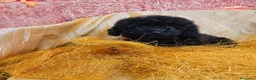 Barboncino Toy cani in vendita: Prenotazione femminile nere di barbone toy  - Annuncio 6