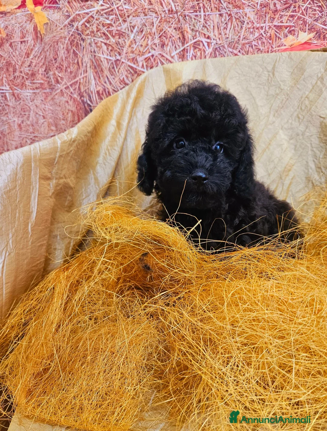 Barboncino Toy cani in vendita: Prenotazione femminile nere di barbone toy  - Annuncio 6