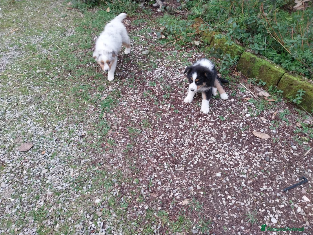 Australian Shepherd cani in vendita: Cuccioli australian shepard  a Provincia di Pavia - Annuncio 10