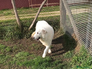 Pastore Maremmano cani BATUFFOLOSO RUSSELL a Provincia di Latina - Annuncio 8