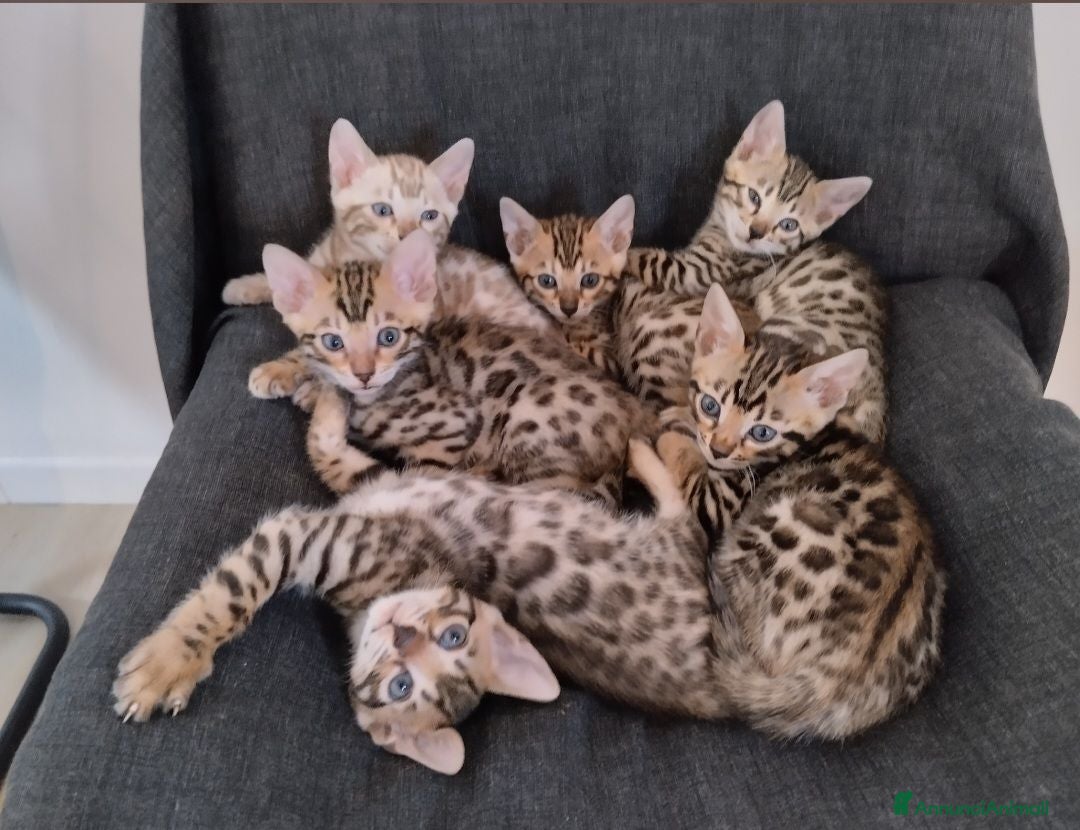 Bengala gatti Bengala cuccioli pedegree - Annuncio 3