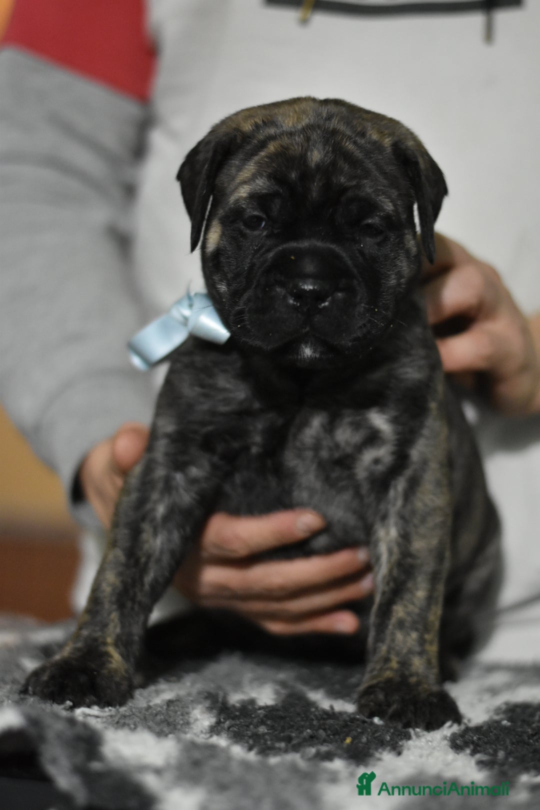 Bullmastiff cani CUCCIOLI BULLMASTIFF - Annuncio 2