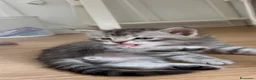 Siberiano gatti in vendita: SIBERIANO GATTINO IPOALLERGENICO  - Annuncio 5