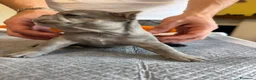 Bulldog Francese cani in vendita: bulldog francese  - Annuncio 36