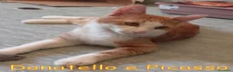 Europeo gatti in regalo: Donatello e Picasso gattini supercoccoli - Annuncio 7