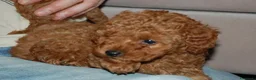 Barboncino Toy cani in vendita: Barboncino Toy rosso  a Città Metropolitana di Venezia - Annuncio 25
