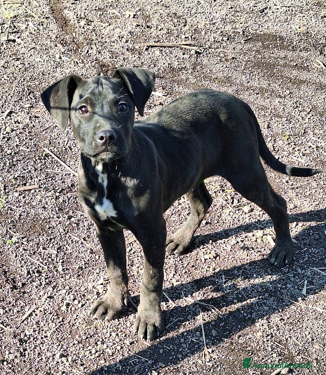 Pitbull cani in regalo: Micky cucciolo adorabile - Annuncio 8