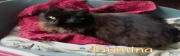 Europeo gatti in regalo: PIUMINA GATTINA SIMIL D’ANGORA - Annuncio 2