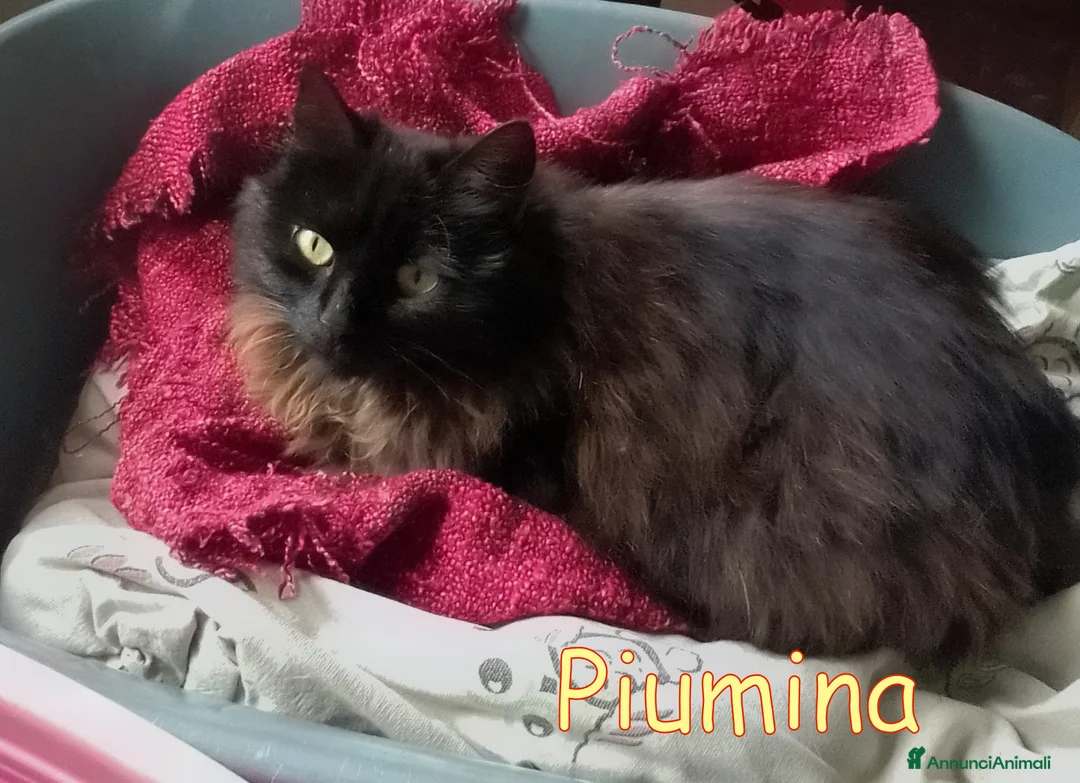 Europeo gatti in regalo: PIUMINA GATTINA SIMIL D’ANGORA - Annuncio 2