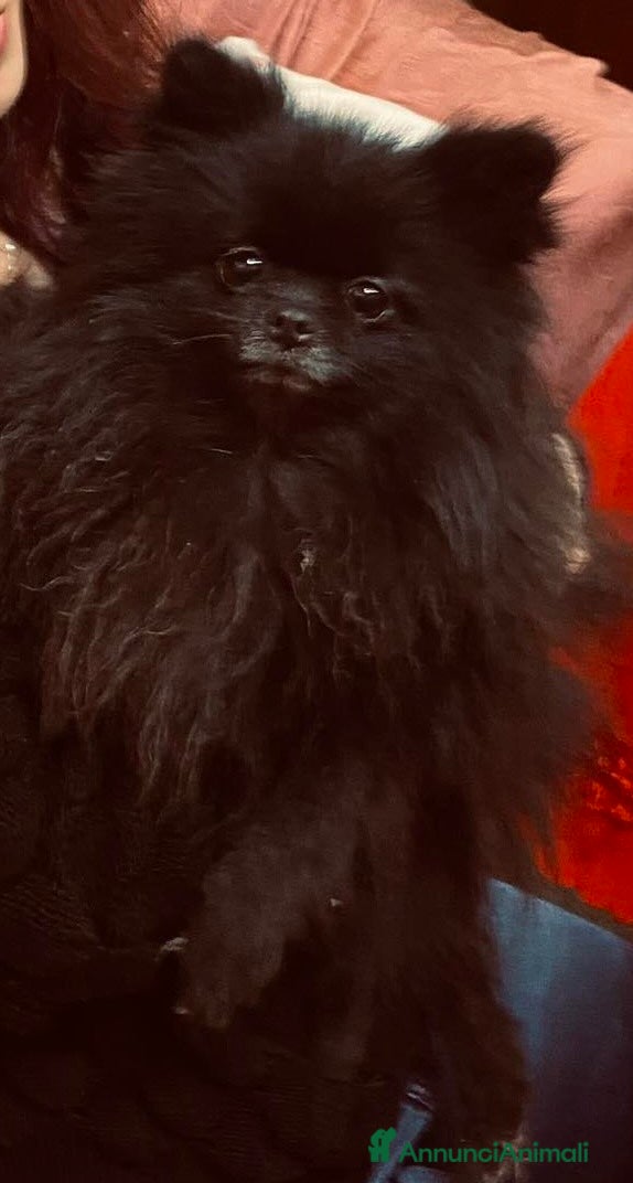 Volpino Pomerania cani Volpino spiz - Annuncio 3