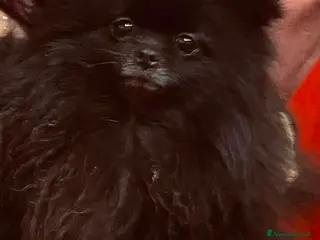 Volpino Pomerania cani Volpino spiz - Annuncio 3