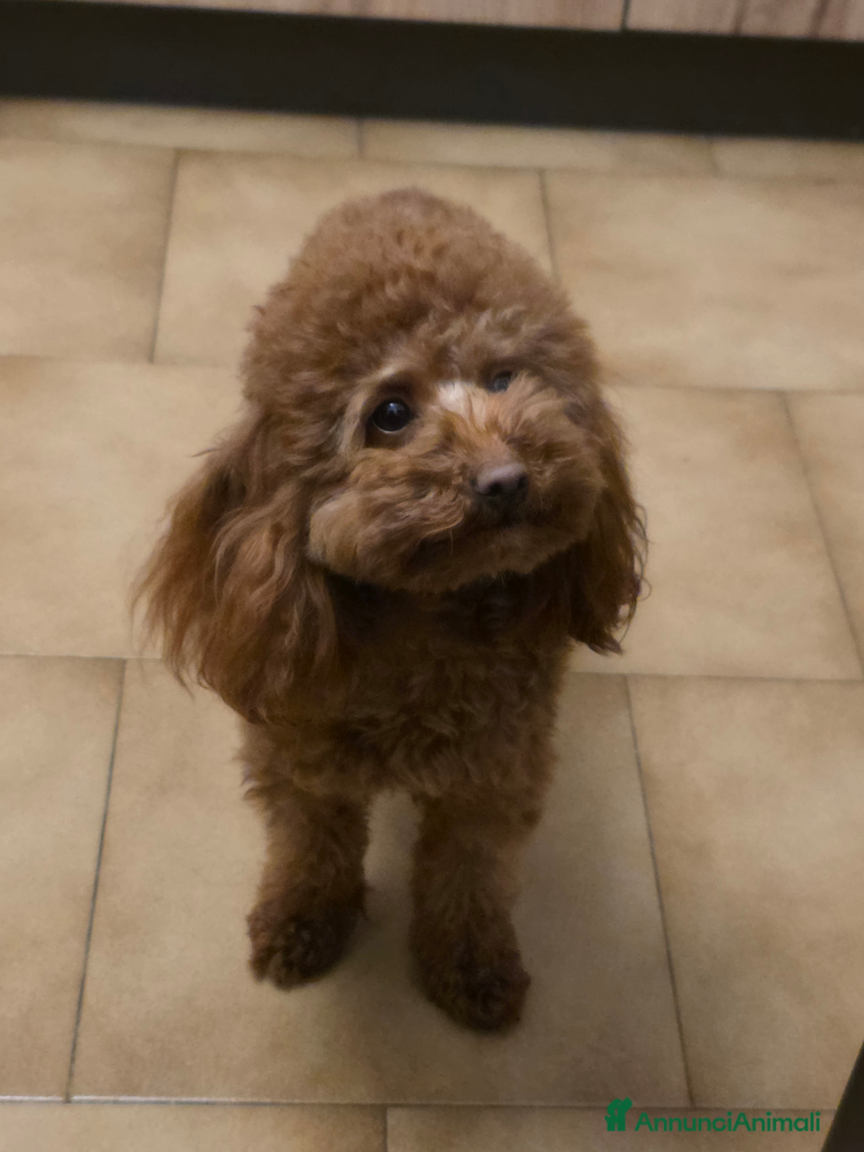 Barboncino Toy cani Barboncino con pedigree cerca fidanzato - Annuncio 1