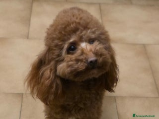 Barboncino Toy cani Barboncino con pedigree cerca fidanzato - Annuncio 1