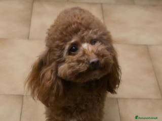 Barboncino Toy cani Barboncino con pedigree cerca fidanzato - Annuncio 2