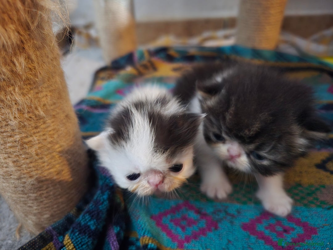 Persiano gatti in vendita: Meravigliosi Persiani - Immagine 15