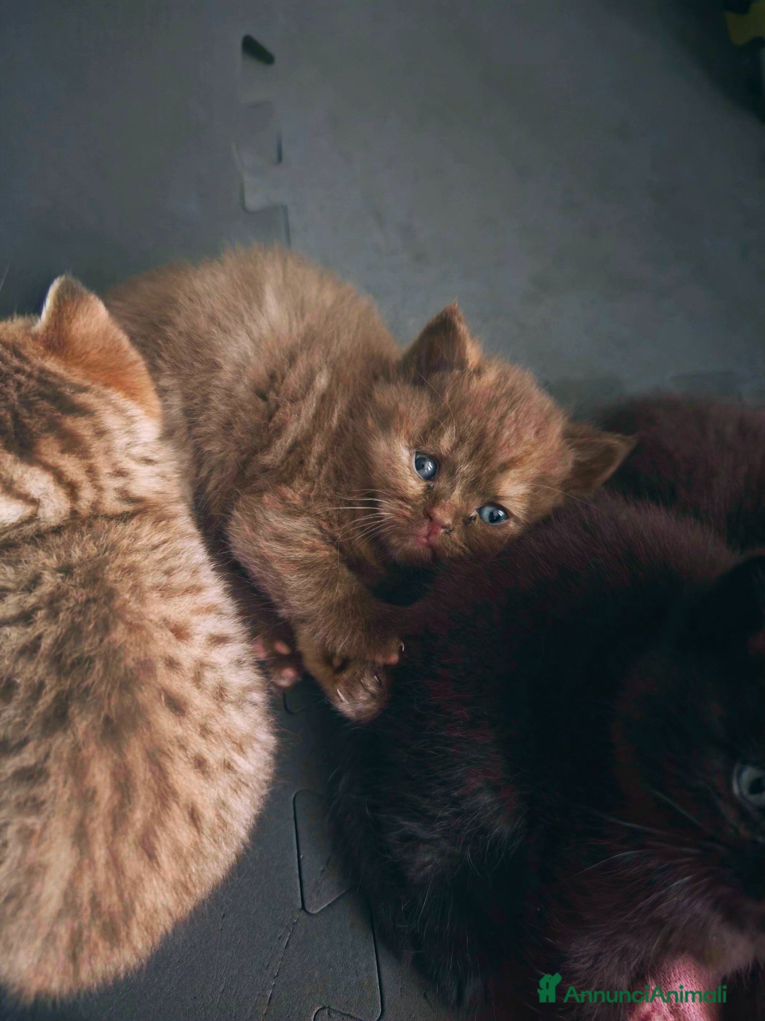 British gatti in vendita: Cuccioli da genitori British short hair  - Annuncio 1
