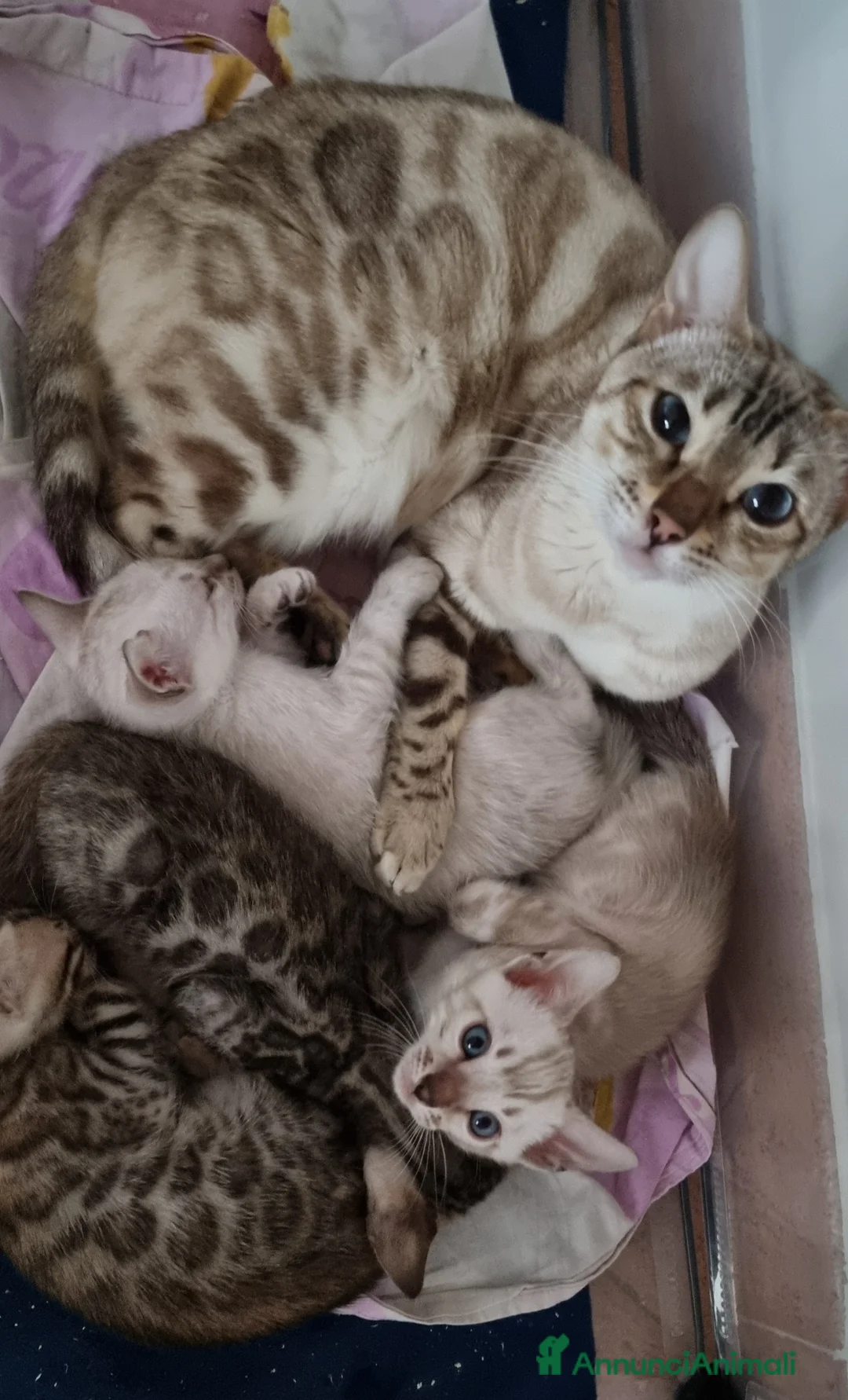 Bengala gatti in vendita: Gattini Bengala con Pedigree  - Annuncio 9