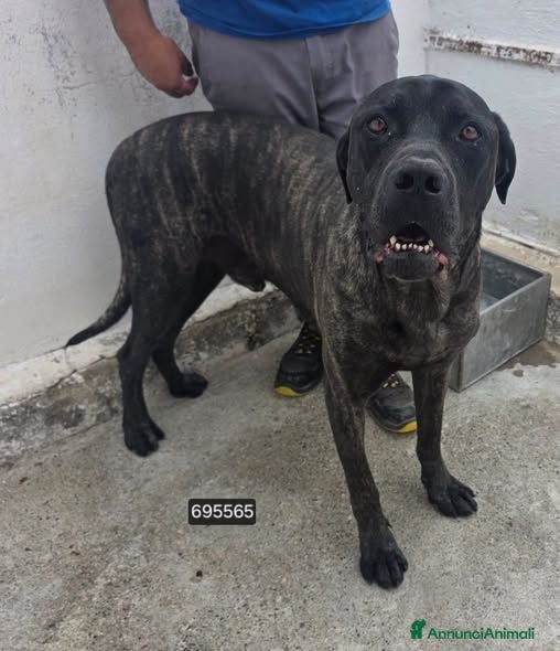 Cane Corso cani Mastino - Annuncio 10