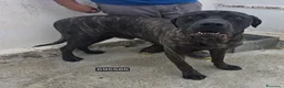 Cane Corso cani in regalo: Mastino - Annuncio 1