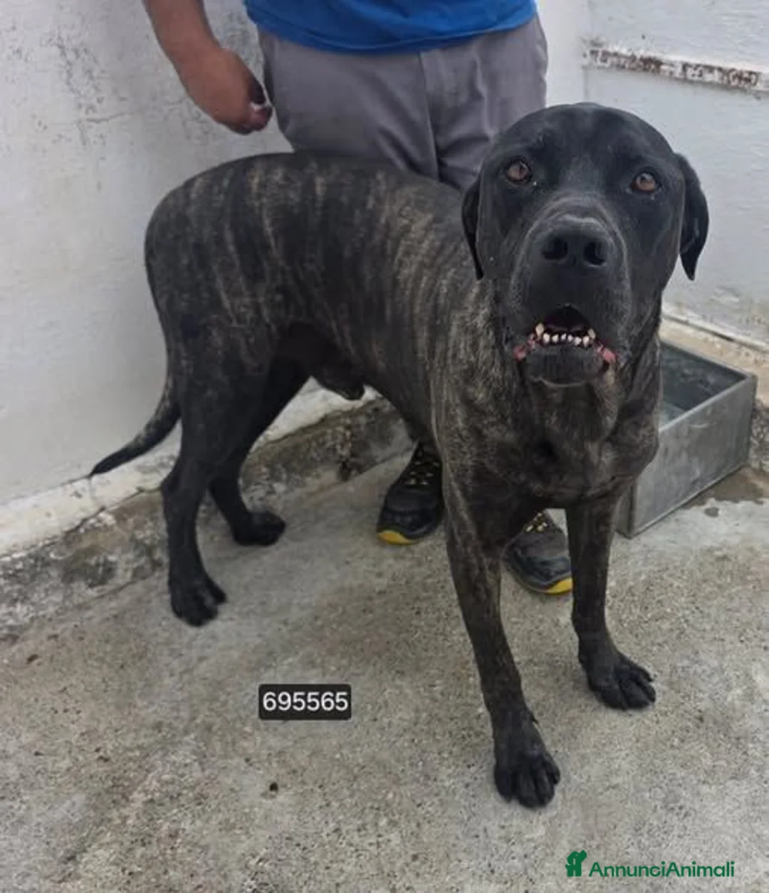 Cane Corso cani in regalo: Mastino - Annuncio 1