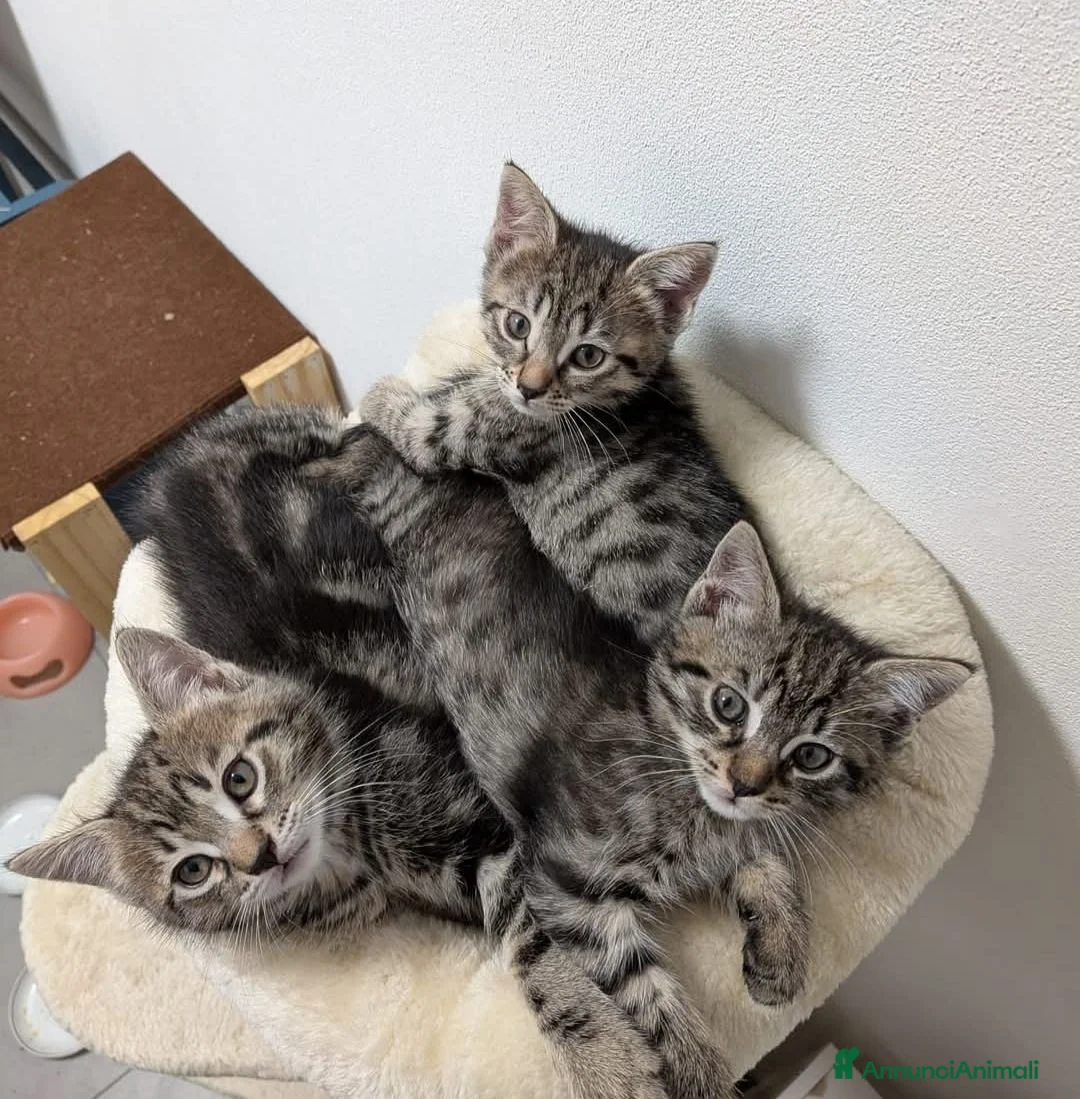Europeo gatti in regalo: Gattini cercano casa - Annuncio 1