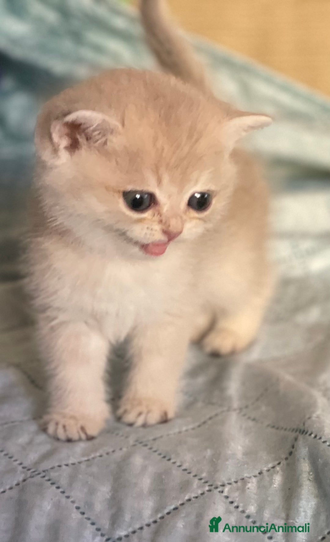 Scottish gatti in vendita: Scottish Straight - Annuncio 5