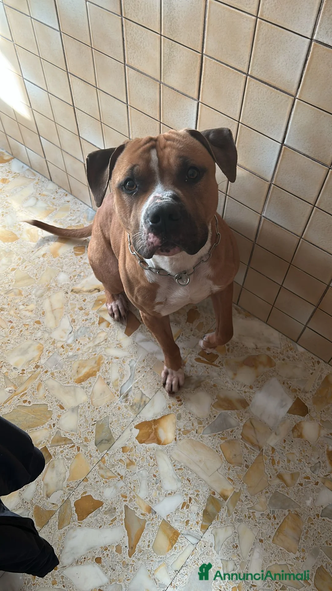 Pitbull cani in regalo: ADOZIONE a Città Metropolitana di Napoli - Annuncio 3