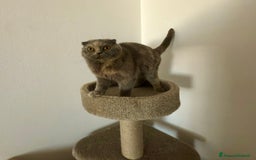 Scottish gatti in vendita: Gatta Scottish Fold a Provincia di Treviso - Immagine 4