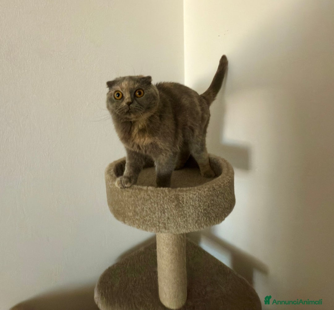 Scottish gatti in vendita: Gatta Scottish Fold a Provincia di Treviso - Immagine 4