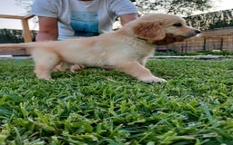 Golden Retriever cani in vendita: Vendo cuccioli  a Libero consorzio comunale di Agrigento - Immagine 7