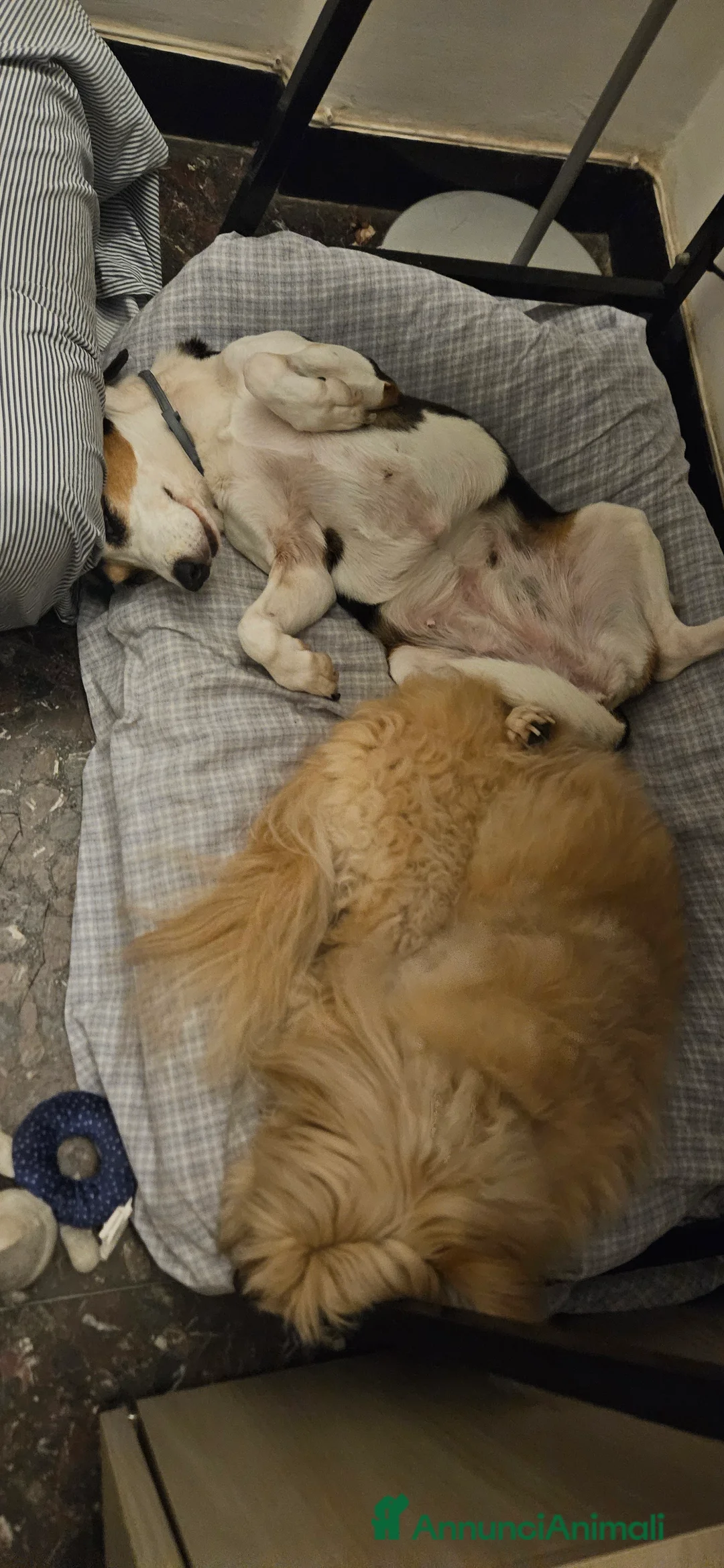 Meticcio cani in regalo: CUCCIOLI ABBANDONATI: URGENTI ADOZIONI  a Città Metropolitana di Torino - Annuncio 2