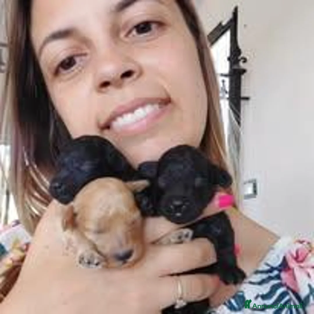 Barboncino Toy cani in vendita: Cucciola Barboncina toy - Annuncio 1