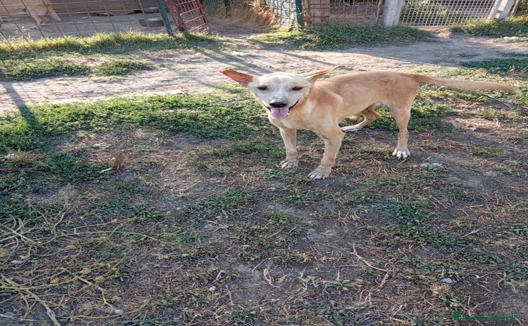 Meticcio cani a Provincia di Padova - Annuncio 18