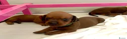 Bassotto cani in vendita: CUCCIOLI BASSOTTI STANDARD - Annuncio 11